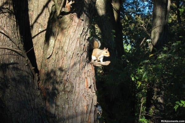 Squirrels and other critters around Forest Hill