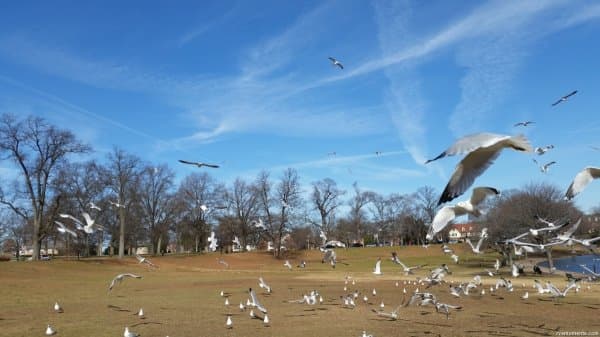 The Birds at Shields Lake