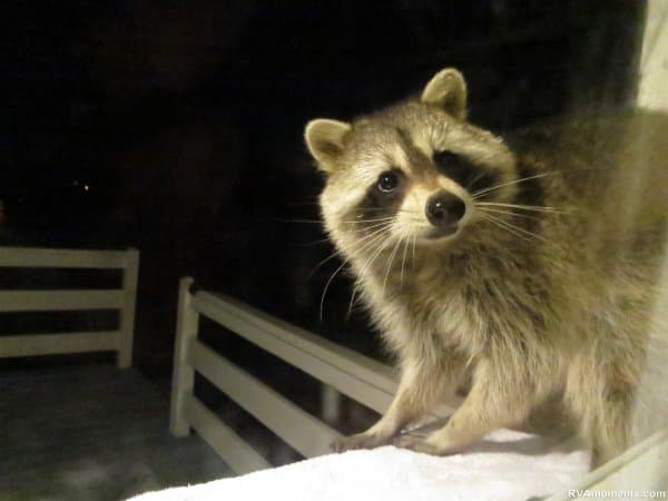 Raccoon