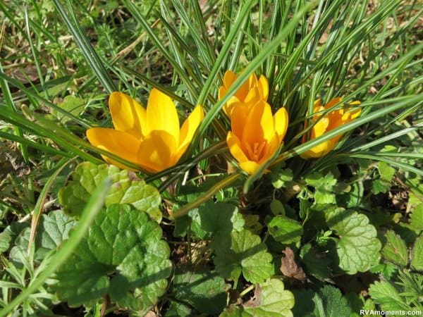 First flower of the year!