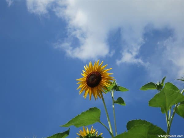 Sunflower (in Northern Barton Heights)