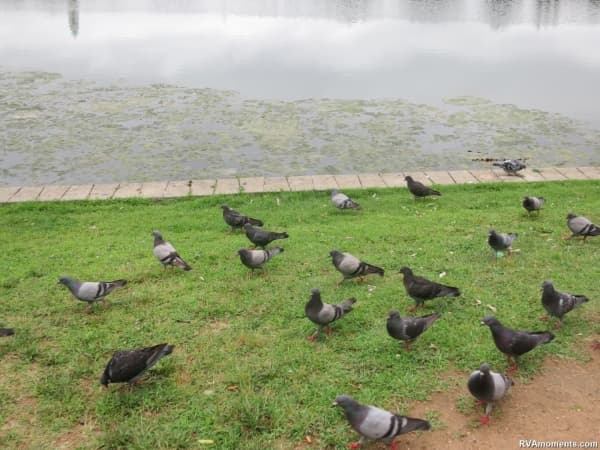 Pigeons at Boat Lake