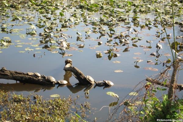 Turtles at Bryan Park