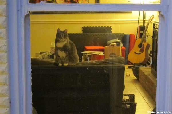 Fan Cat