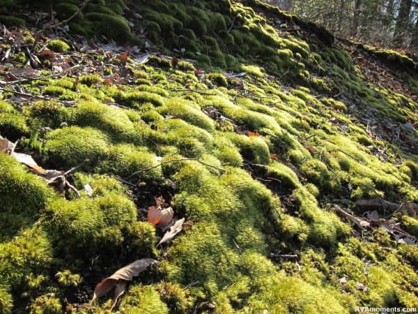 Moss at Forest Hill Park