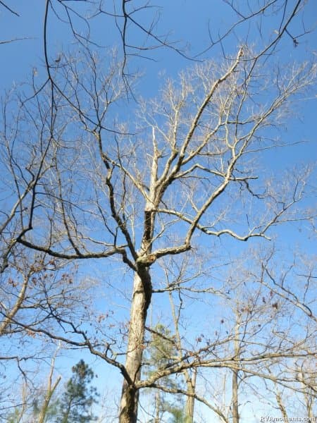 Forest Hill Park