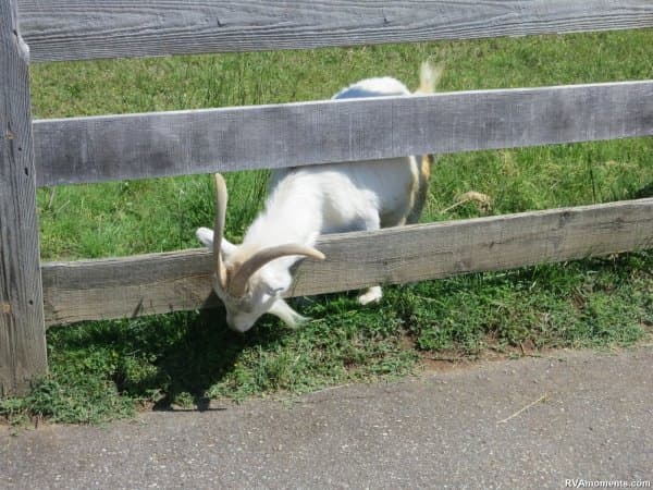 Goats at Maymont