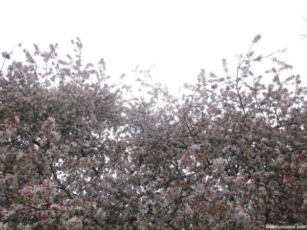 Easter Sunday (around the Carillon)