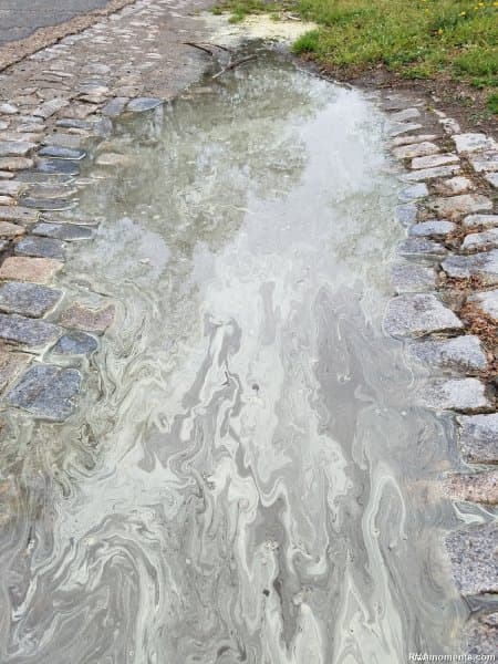 Pollen floating in a rain puddle