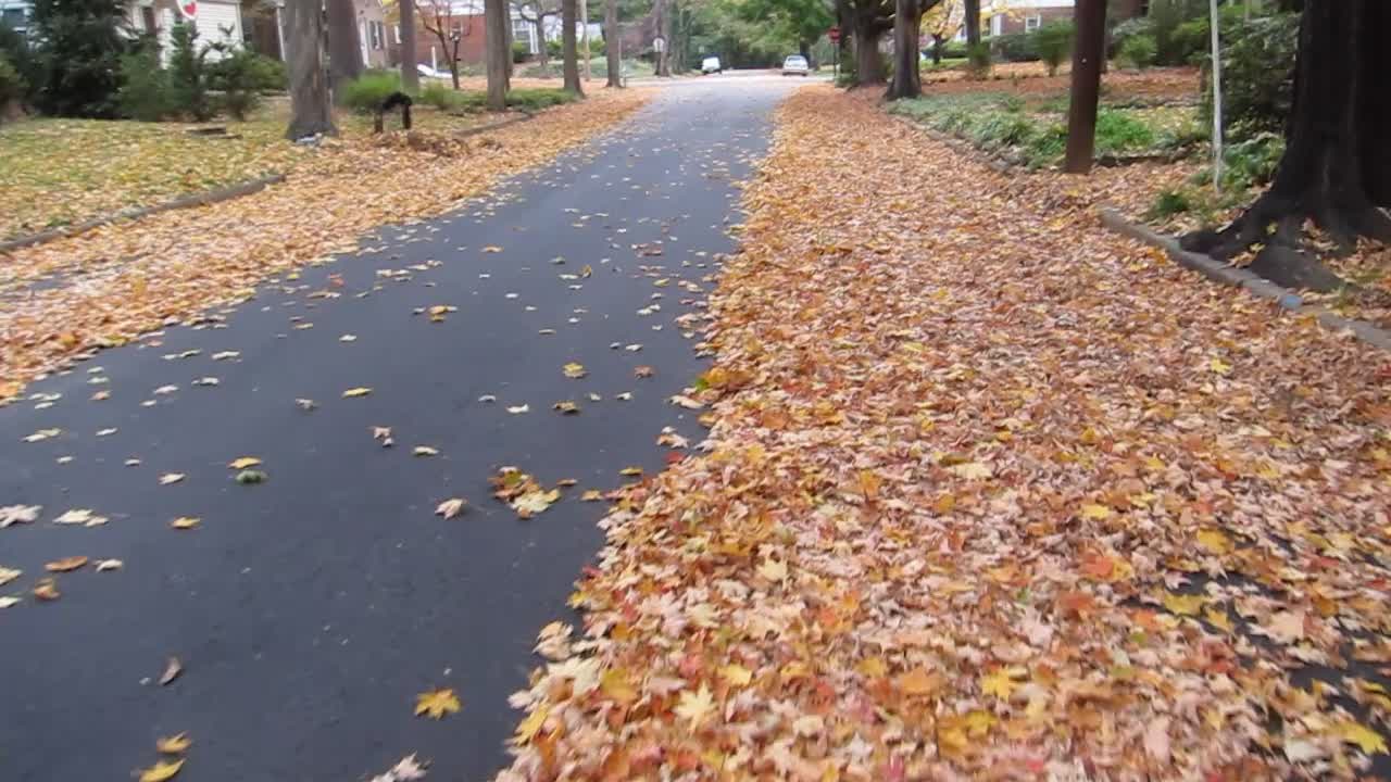 Leaves (video)