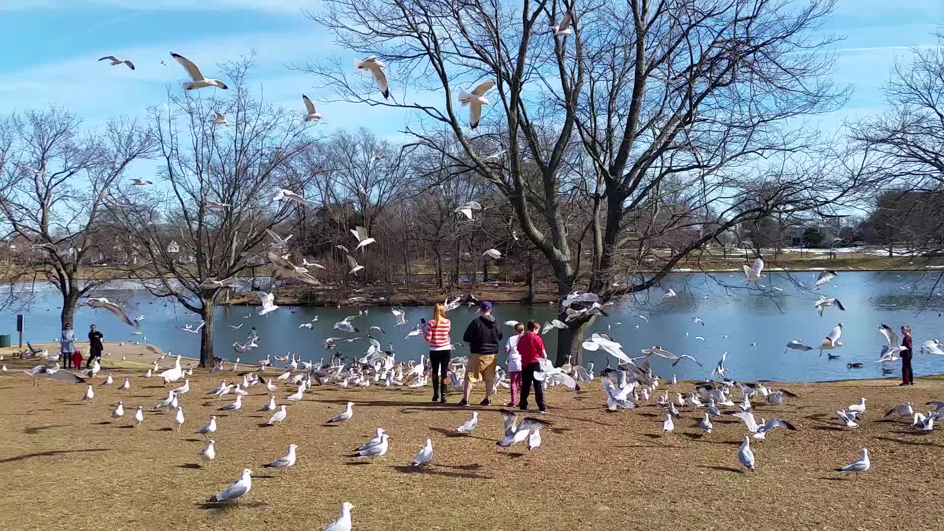 Crazy birds at Shields Lake (video)