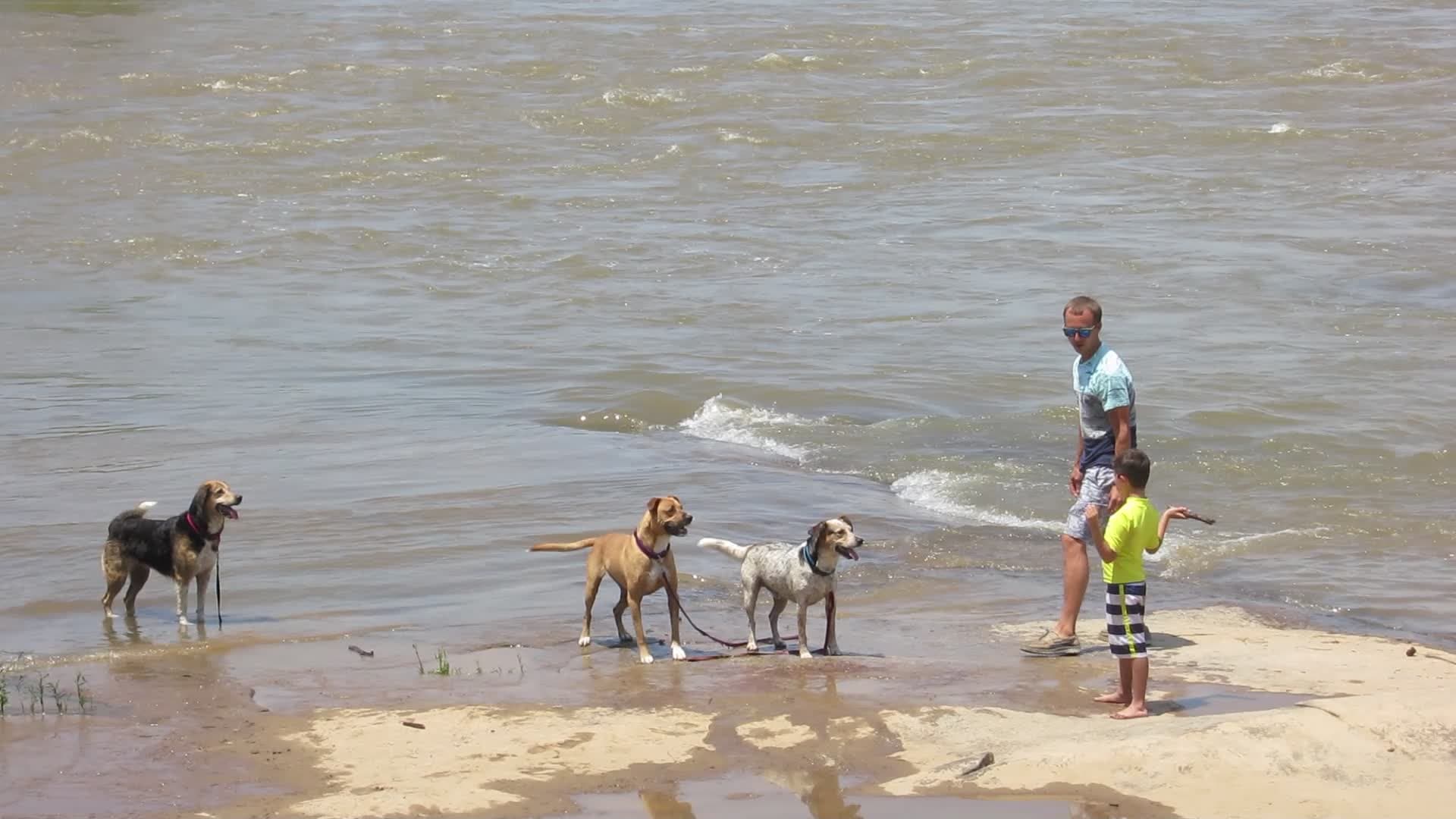Dog training at Belle Isle