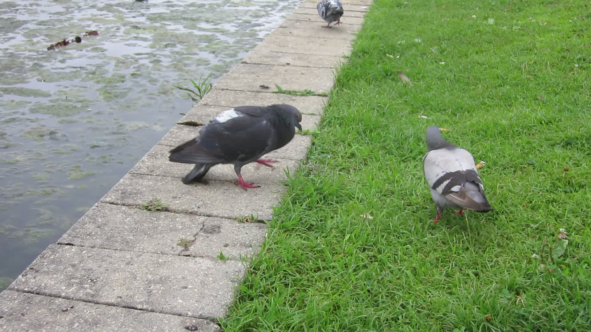 Pigeons at Fountain Lake
