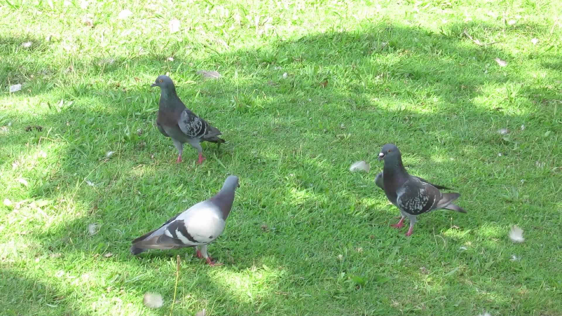Courting Pigeons at Shields Lake
