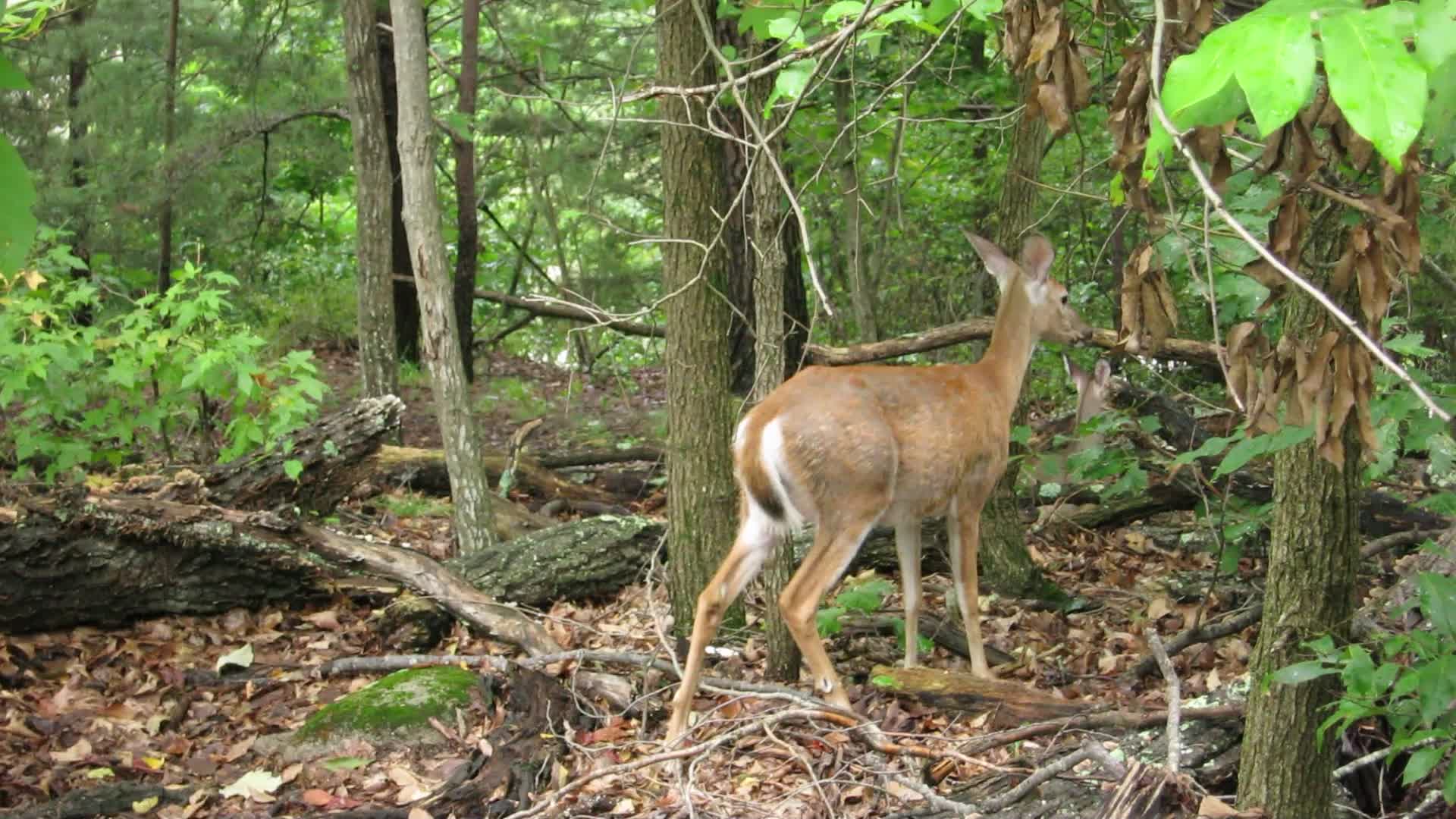 Free roaming deer at Maymont, unperturbed