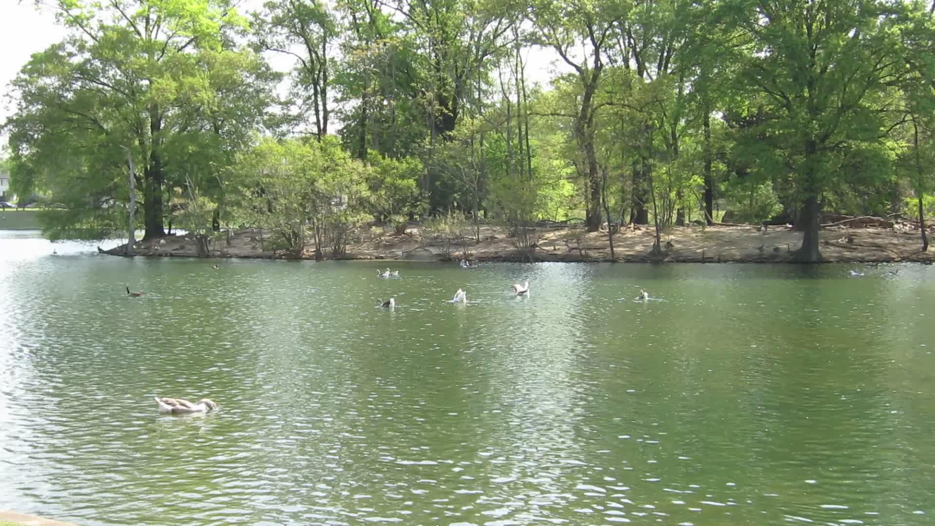 Ducks and geese at Shields Lake
