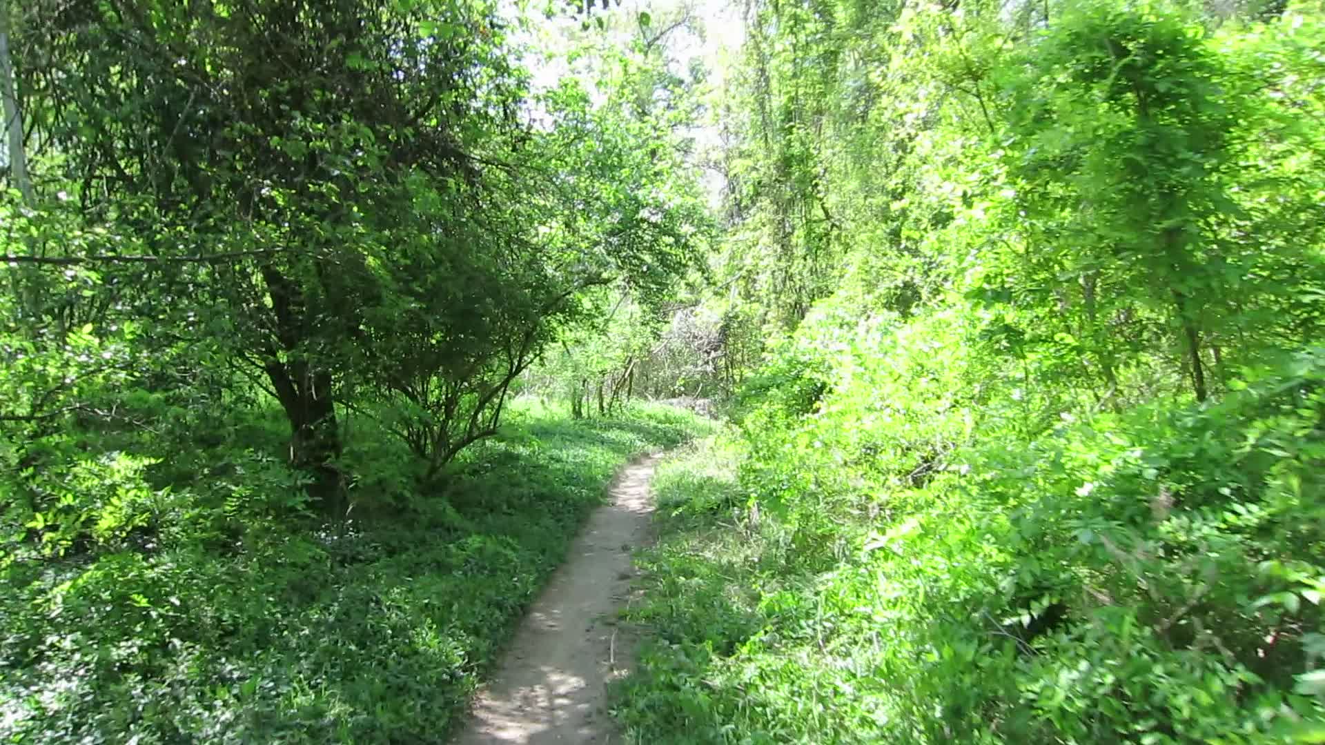 Trail through the wooded area behind the Carillon