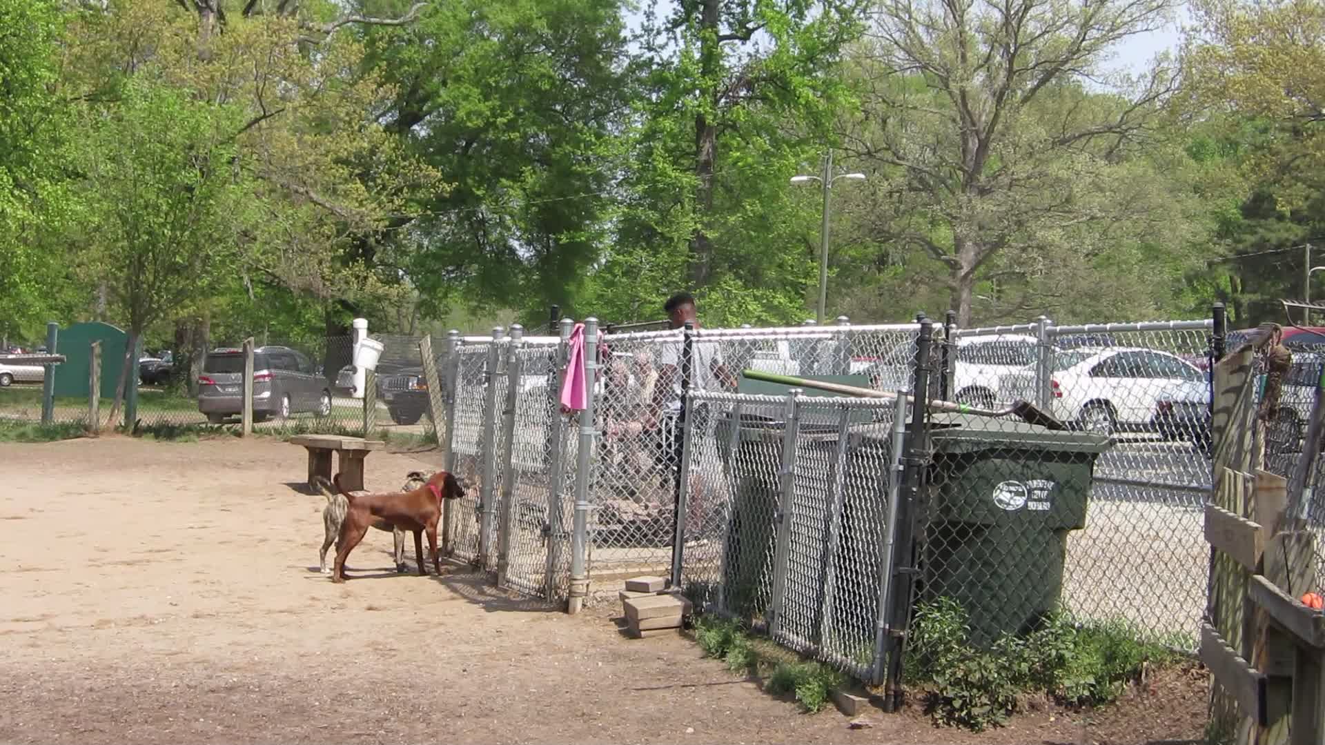 A dog saying hello at Barker Field