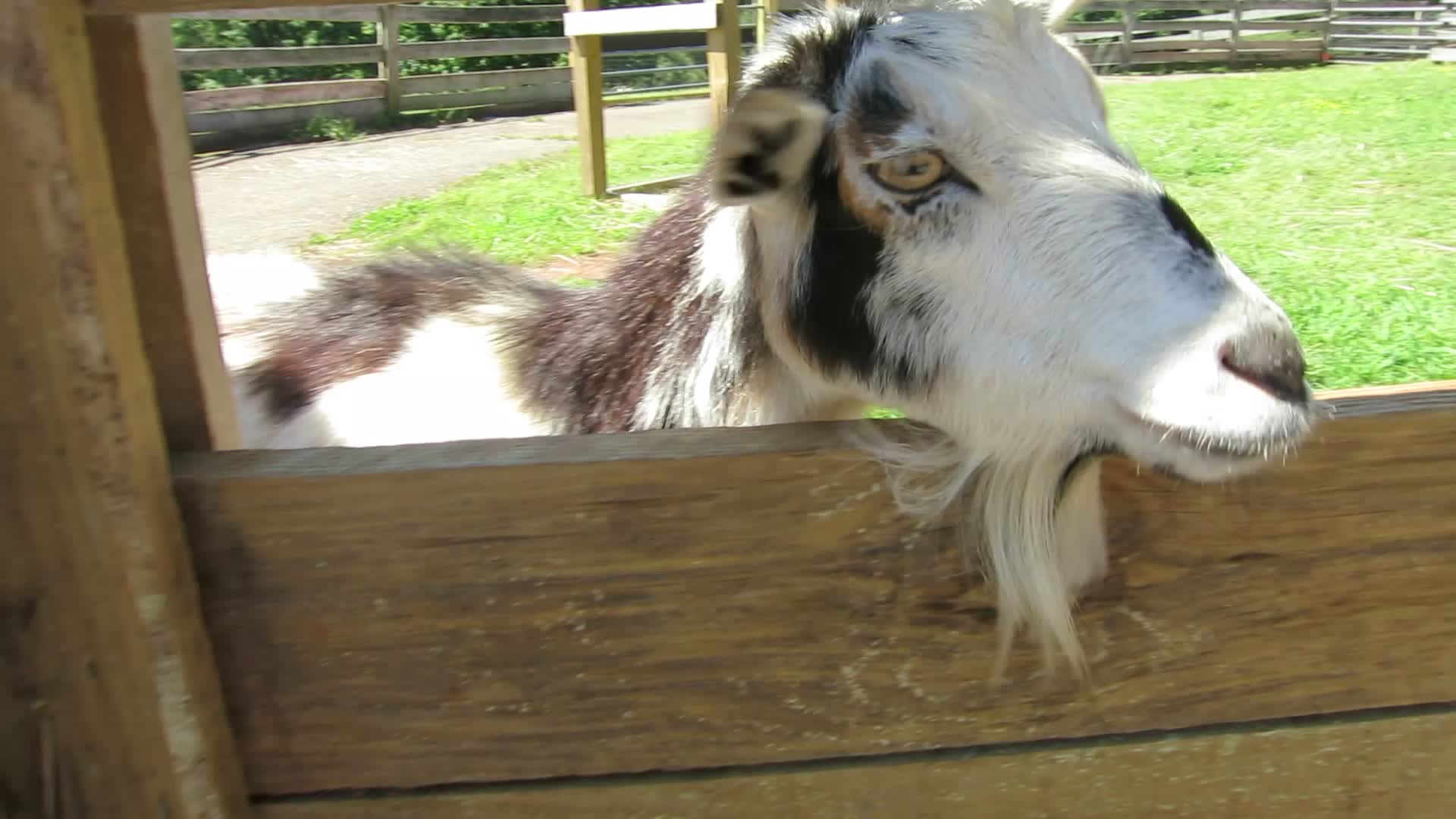 Video - talkative goat at Maymont!