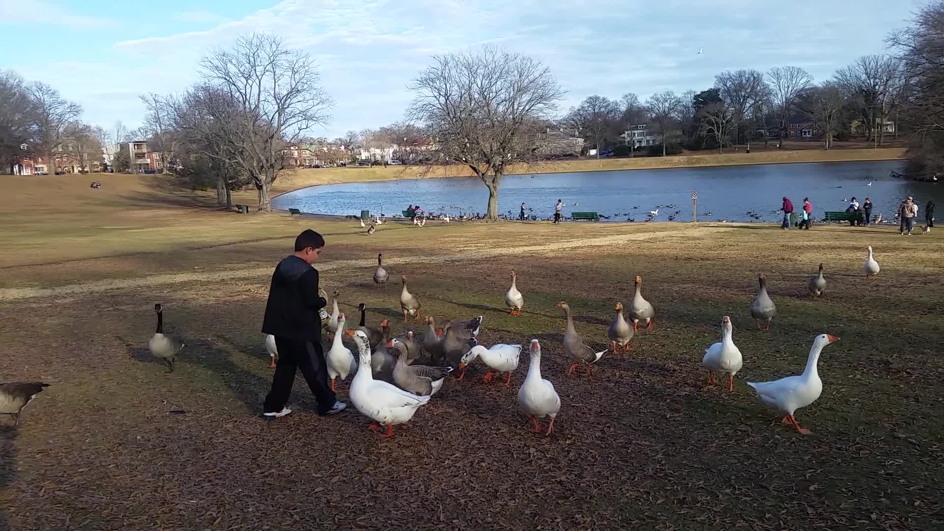 Fowl Fun at Shields Lake
