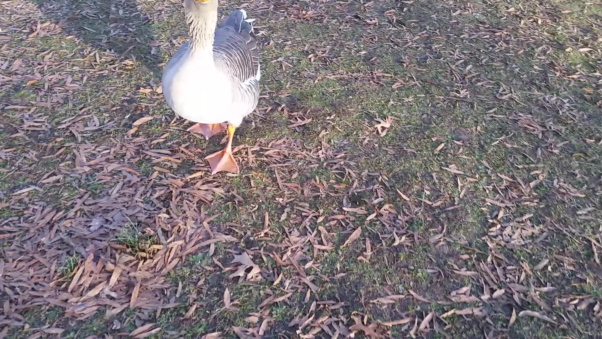 Geese at Shields Lake