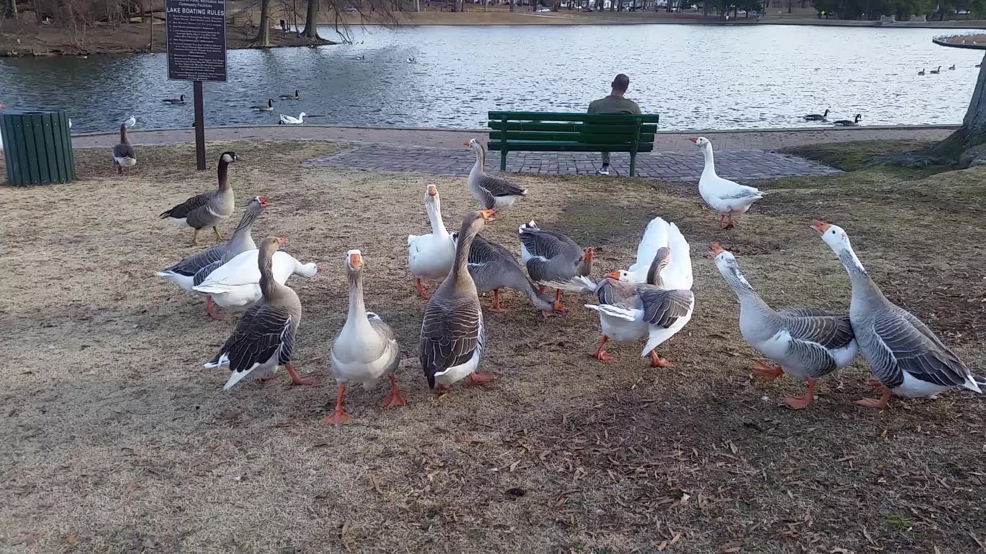 Goose fight!