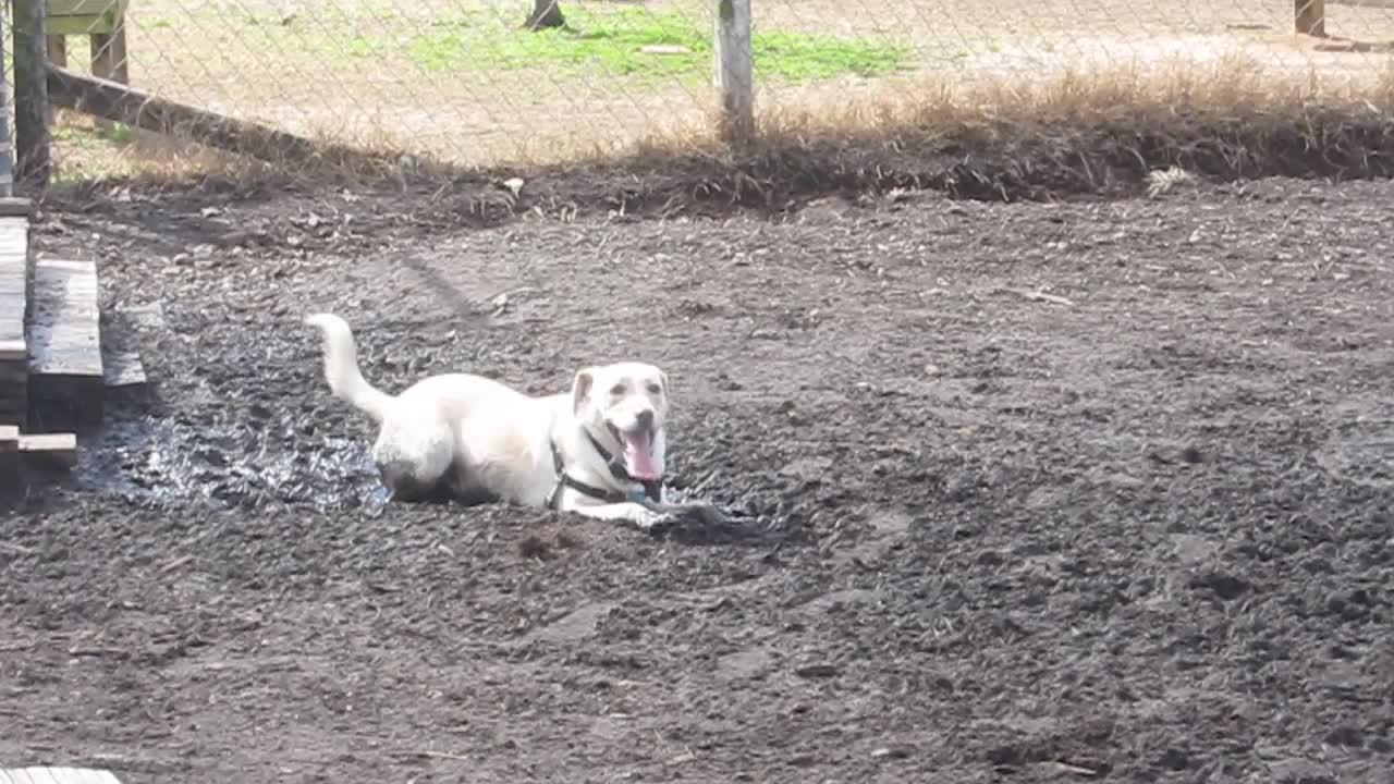 Dog enjoying the mud puddle a bit too much (at Barker Field)