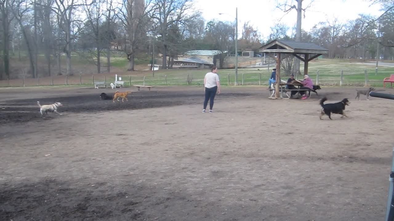 It's been a while since I posted a dog park video...