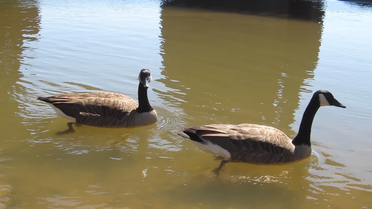 Two Geese near Tredegar Ironworks