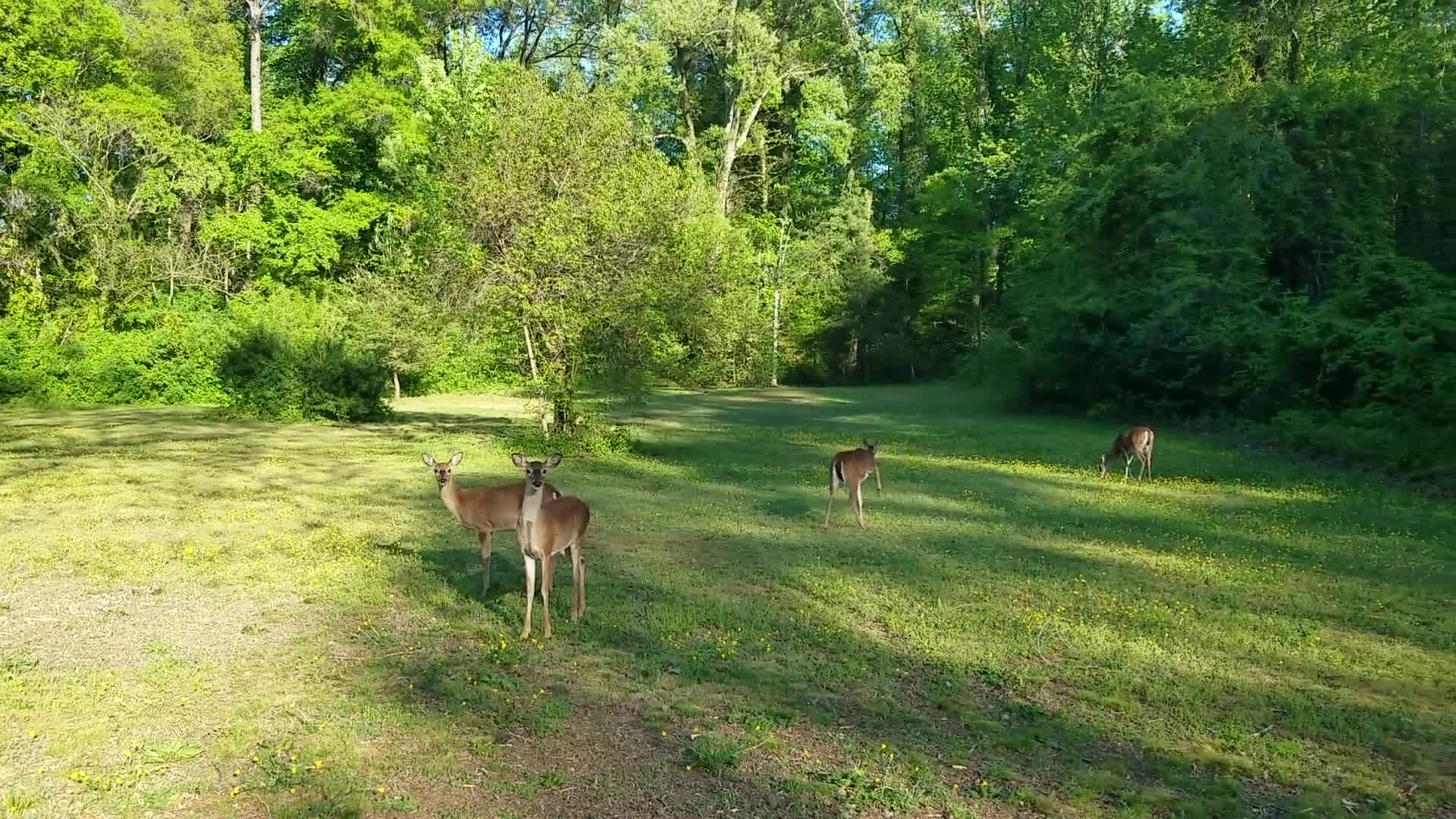 Deer behind the Carillon